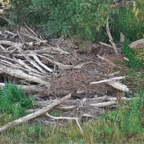 Cs exige al alcalde retirar, en coordinación con la CHE, los troncos secos del Soto Inundable del Ebro por alto riesgo de incendios
